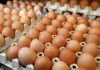 Fed Govt kicks off egg production scheme in Abia