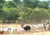 Kwara Govt Bans Night Cattle Grazing