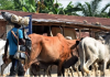 FG Suspends Planned Ruga Settlement Programme