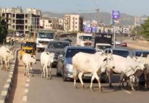Insecurity: FG Bans Open Grazing, Launches Livestock Devt Council